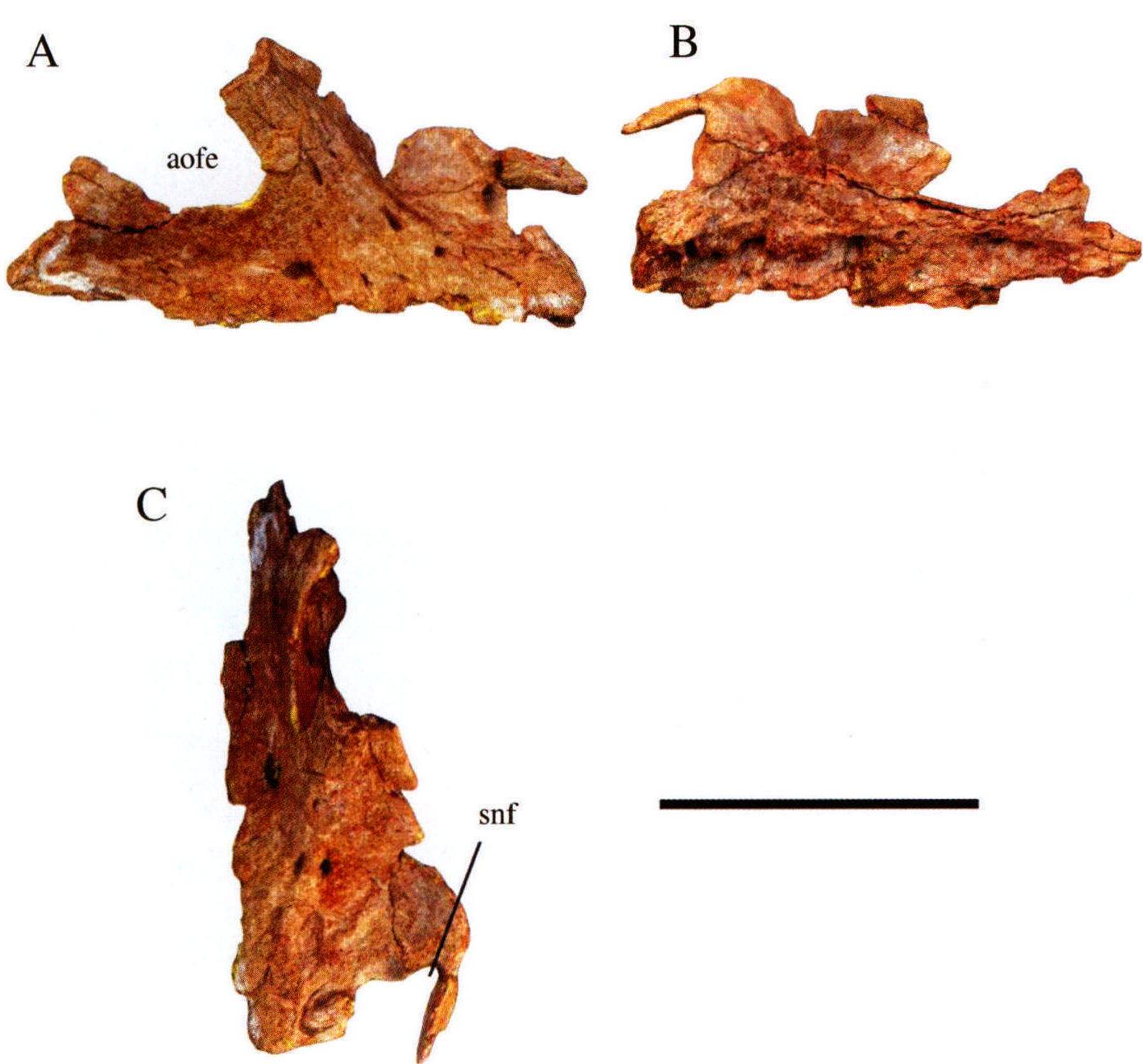 图版3 苏氏巧龙右上颌骨 (IVPP V17768.3)